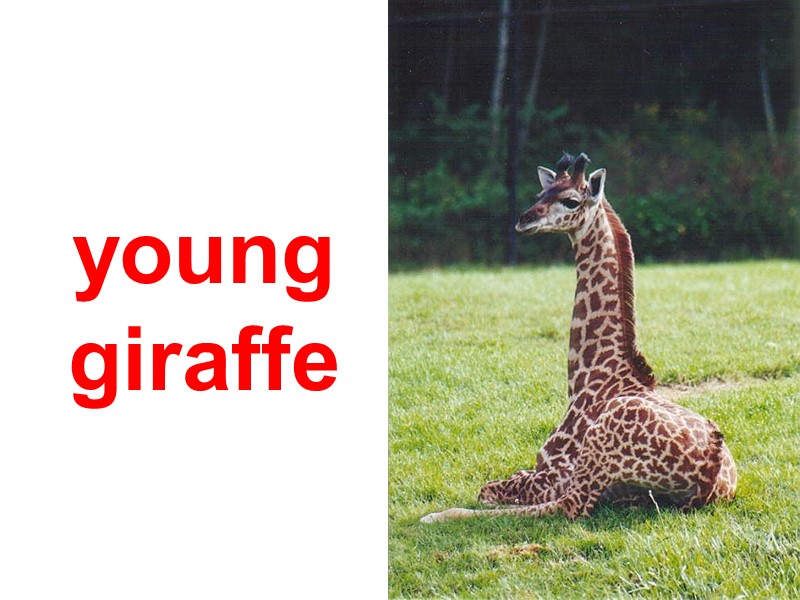 young giraffe